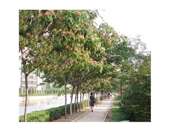 Albizia rosa an einem Anhänger