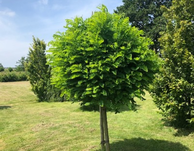 Kugelakazie Umbraculifera