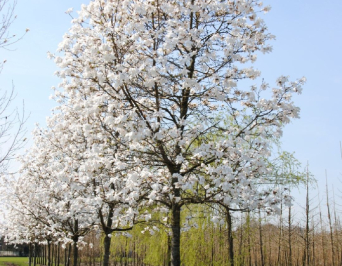 Magnolia japonica - Stämmchen