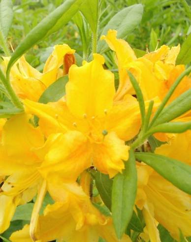 Azalee großblumig Goldenes Licht