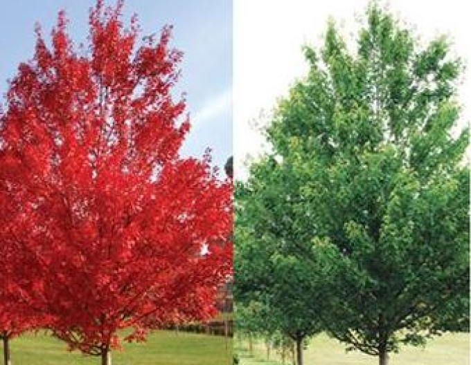 Rot-Ahorn October Glory