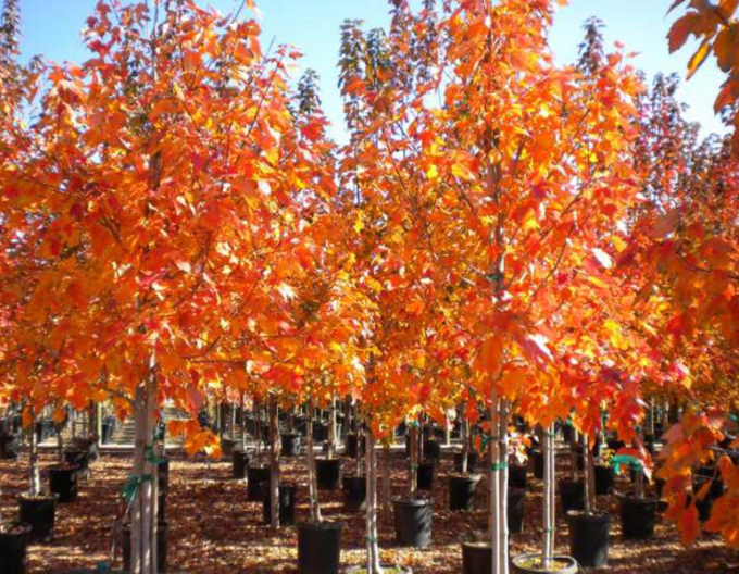 Rot-Ahorn October Glory