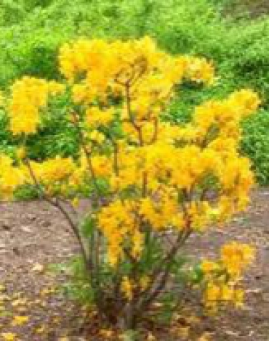 Azalee großblumig Goldenes Licht