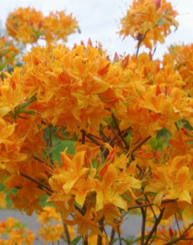 Azalee großblumig Goldenes Licht