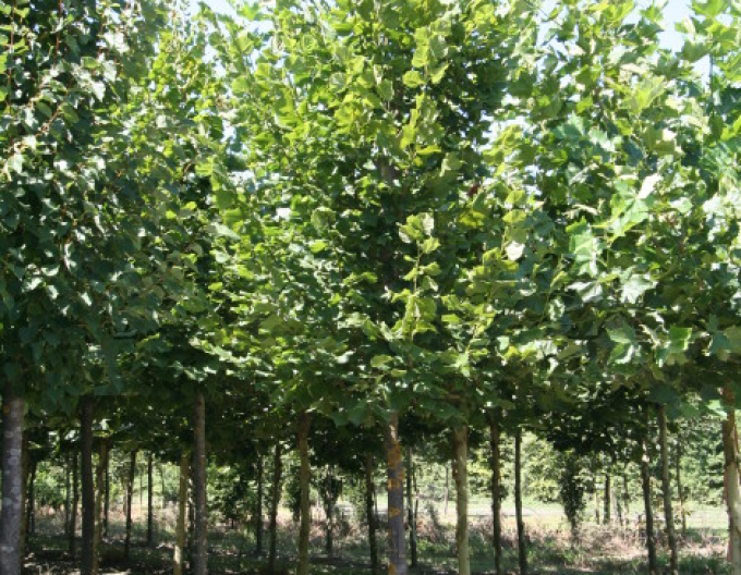 Linde Greenspire
