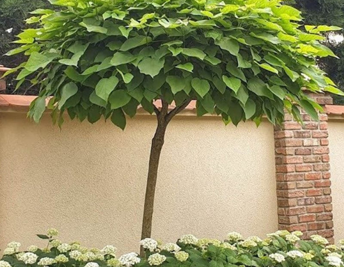 Catalpa Nana