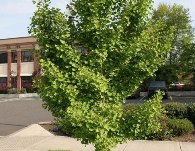 Fächerblattbaum