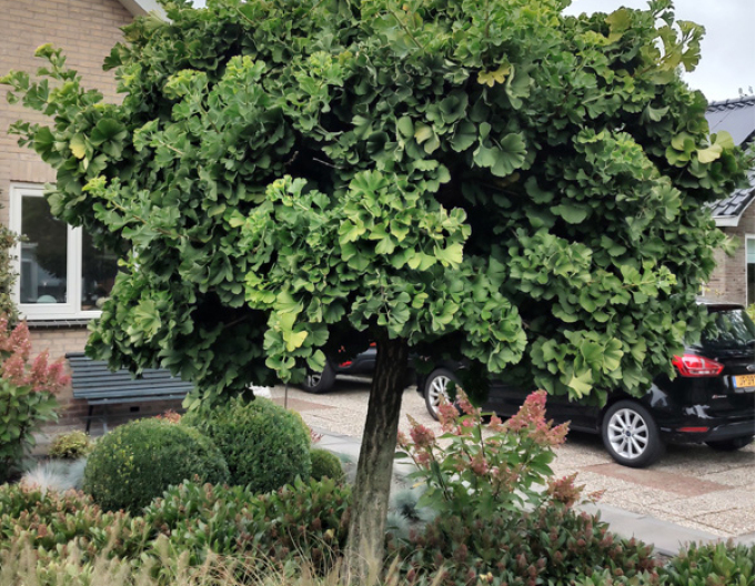 Fächerblattbaum
