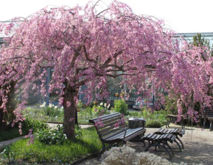 Zierkirsche Pendula Plena Rosea
