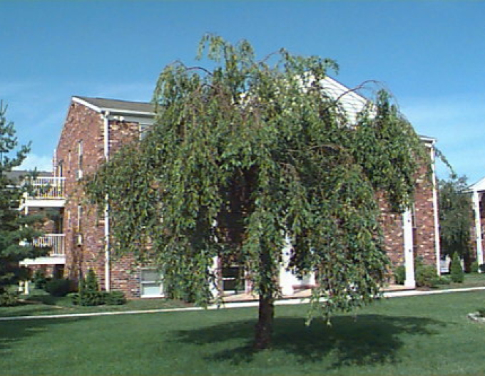 Zierkirsche Pendula Plena Rosea