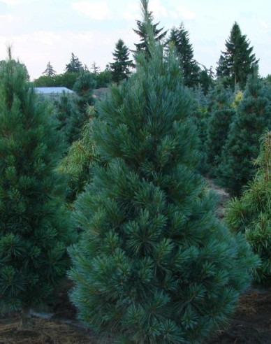 Pinus strobus Fastigiata