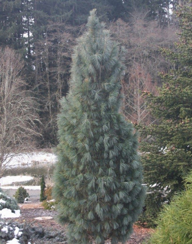 Pinus strobus Fastigiata