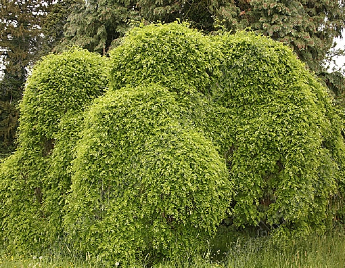 Sofora japonica Pendula