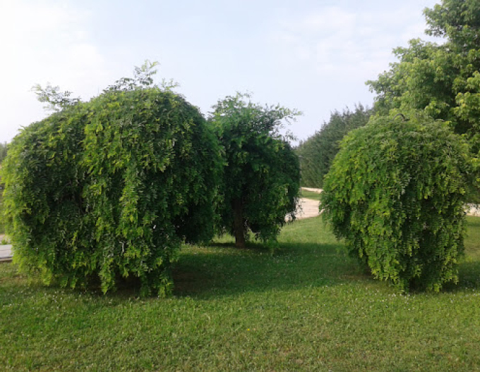 Sofora japonica Pendula