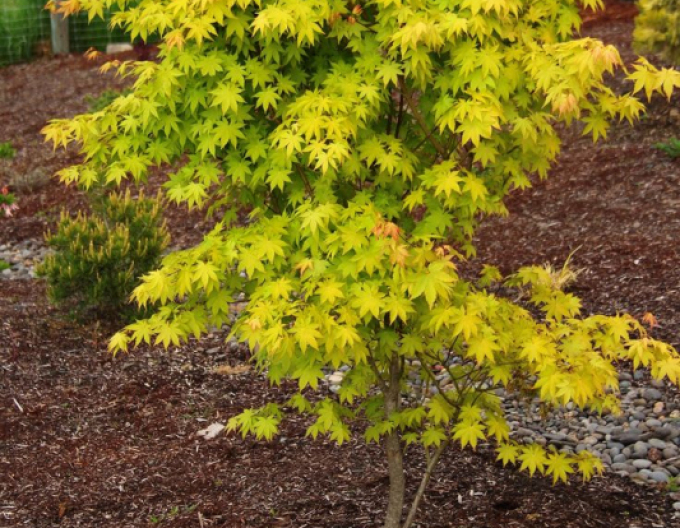 Ahorn palmenblättrig Summer Gold