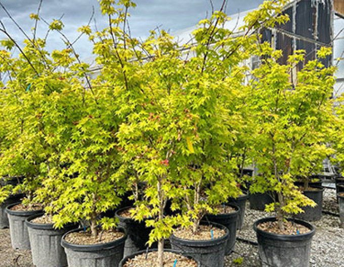 Ahorn palmenblättrig Summer Gold