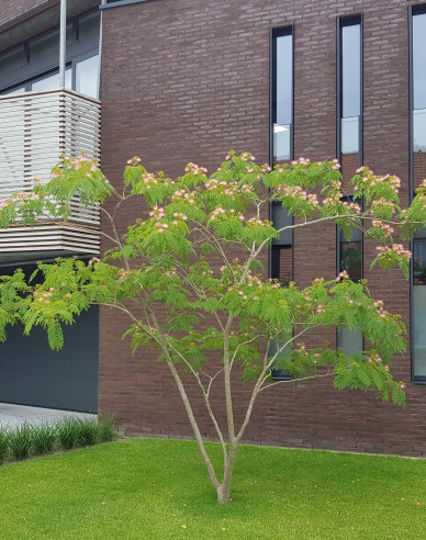 Seidenbaum 125 - 150cm