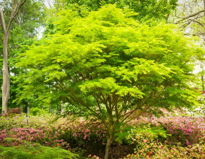 Ahorn palmenblättrig Summer Gold