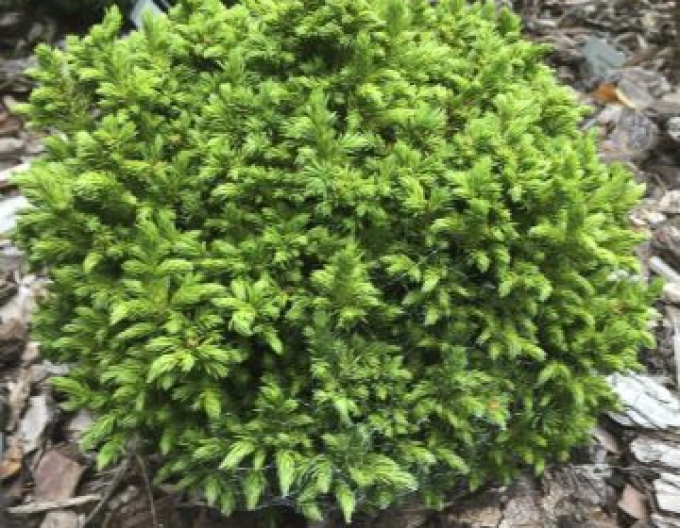 Cryptomeria japonica Elegans Nana
