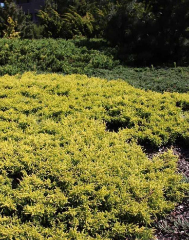 Wacholder Goldschatz