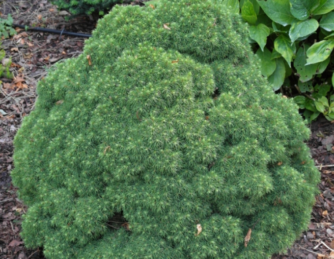 Fichte "Alberta Globe"