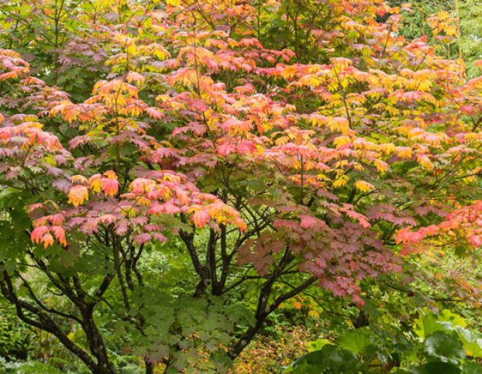 Japanischer Ahorn Vitifolium