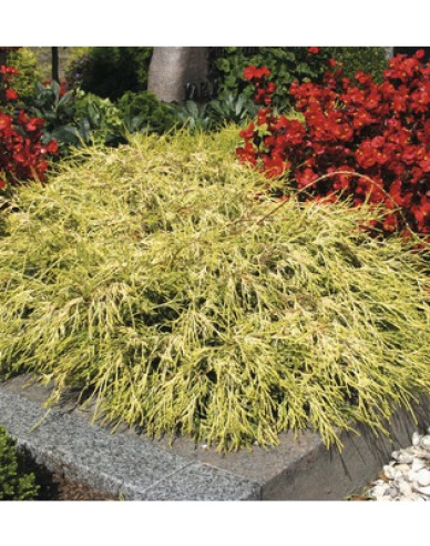 Zypresse Sungold
