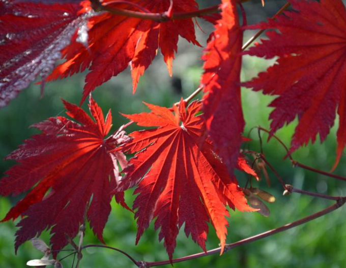 Japanischer Ahorn Vitifolium