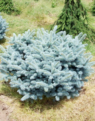 Gemeine Fichte Glauca Globosa