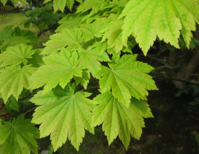 Japanischer Ahorn Vitifolium