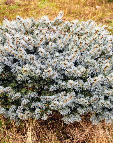Gemeine Fichte Glauca Globosa