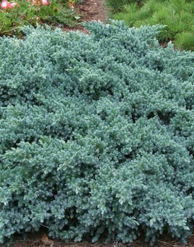Wacholder BLUE STAR