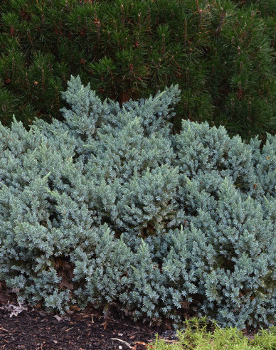 Wacholder BLUE STAR