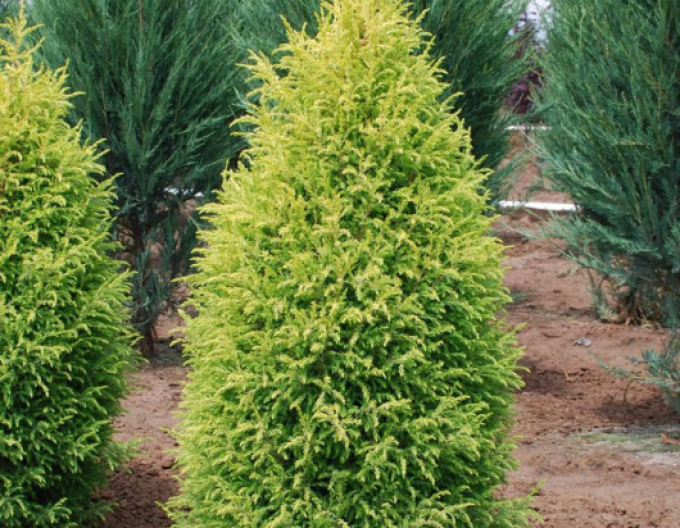 Wacholder Gold Cone