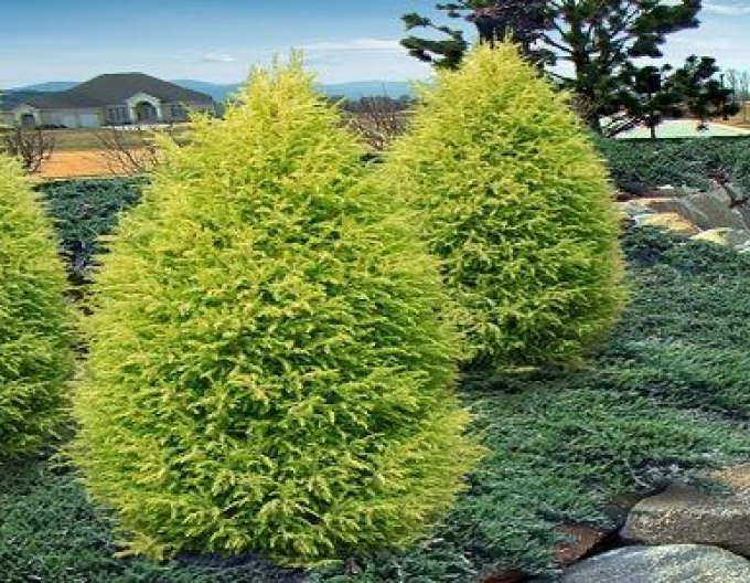 Wacholder Gold Cone