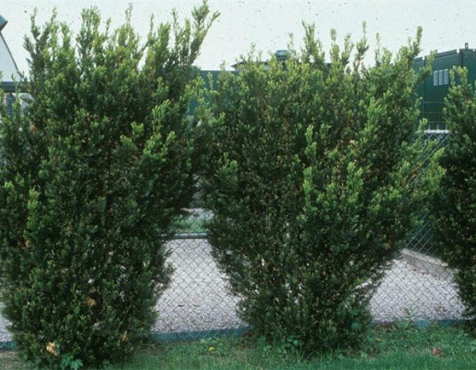 Bechereibe Hicksii