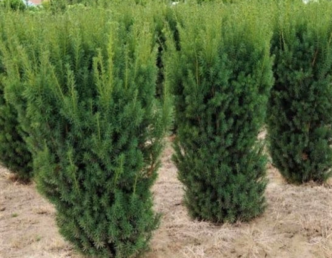 Bechereibe Hicksii