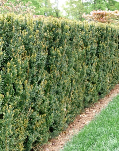 Bechereibe Hillii