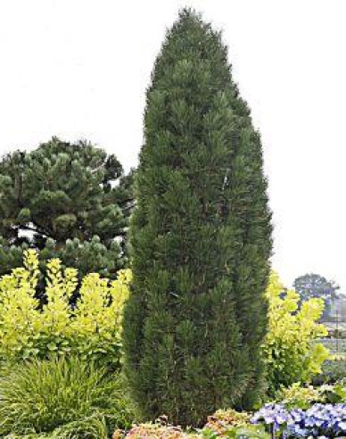 Schwarzkiefer Green Tower
