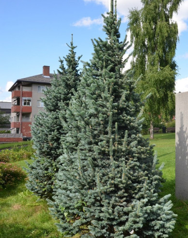Zwerg Korktanne Compacta