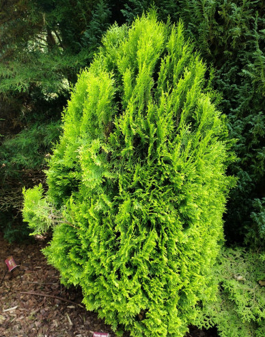 Lebensbaum Elegantissima