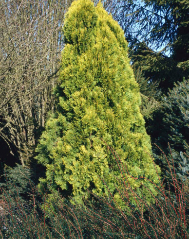 Lebensbaum Elegantissima