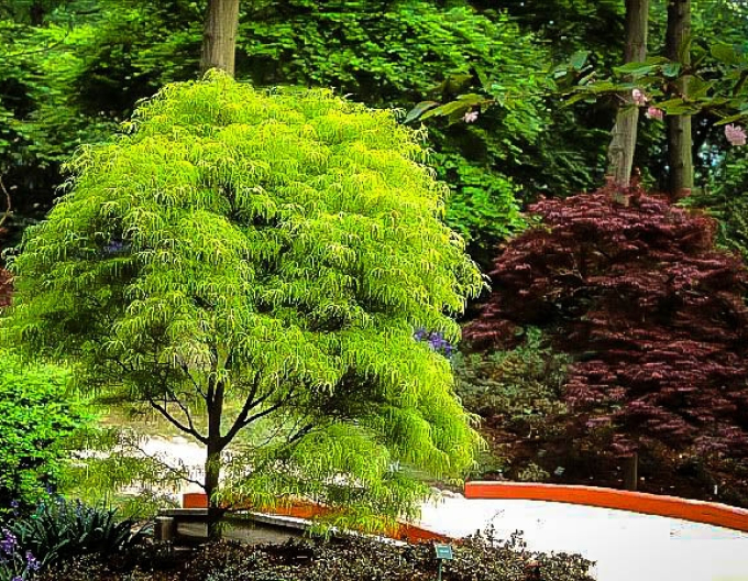 Palmblättriger Ahorn "Koto No Ito