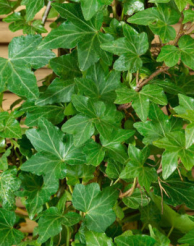 Efeu Green Ripple