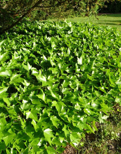 Efeu Green Ripple