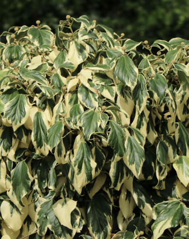 Kaukasischer Efeu Dentata