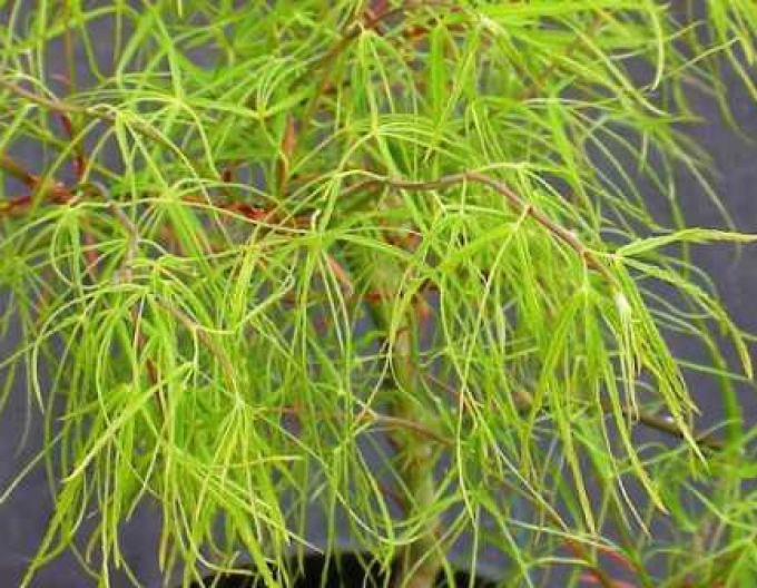 Palmblättriger Ahorn "Koto No Ito