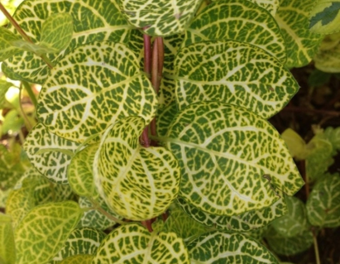 Japanische Geißschlinge Aureoreticulata