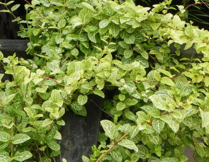 Japanische Geißschlinge Aureoreticulata