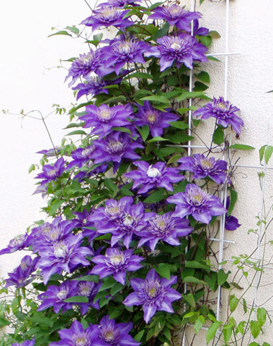 Waldrebe Multi blau